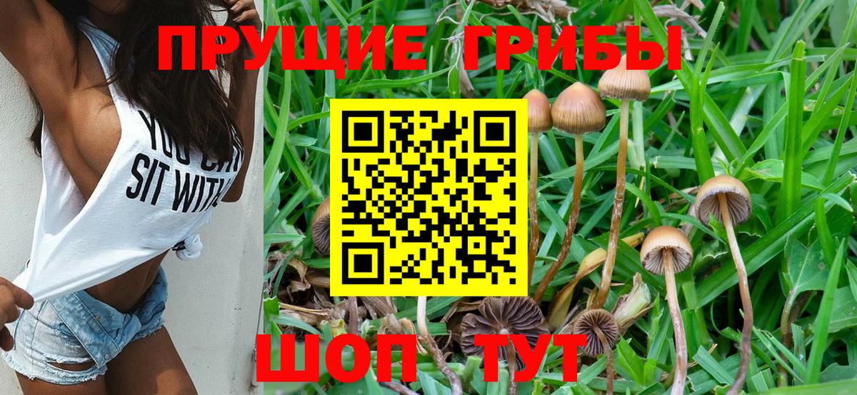 Галлюциногенные грибы Cubensis  Вход с VPN  Ессентуки 